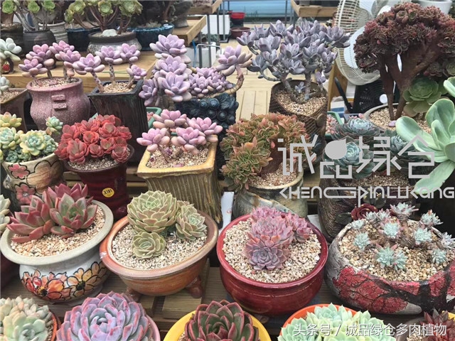 美爆了的韩国多肉植物大棚