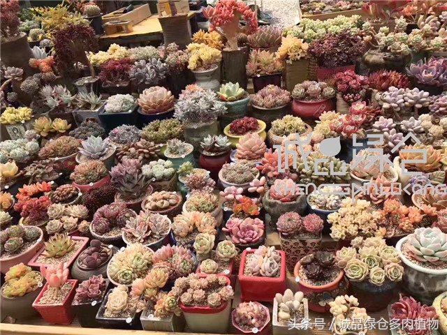 美爆了的韩国多肉植物大棚