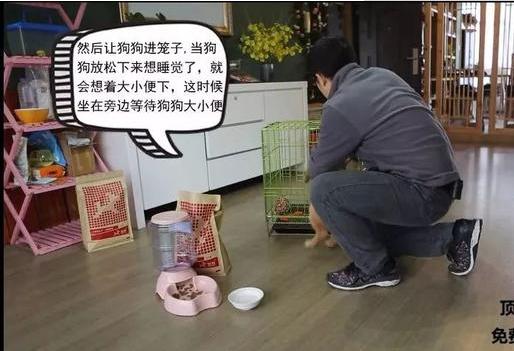 狗狗的衔取、咬吐训练——小课堂大学问！