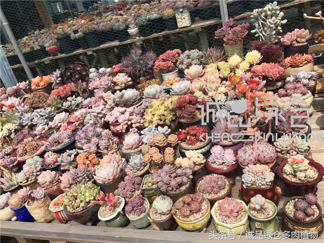 美爆了的韩国多肉植物大棚