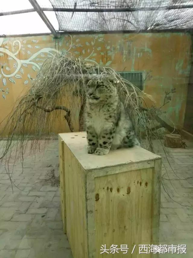 青海最惹眼的“尕网红”！“单挑哥”“白娘子”“老哇爷”