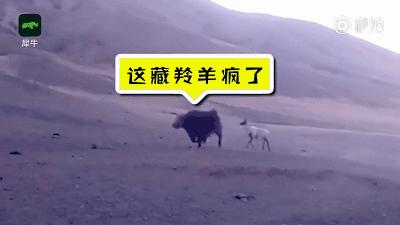 青海最惹眼的“尕网红”!“单挑哥”“白娘子”“老哇爷”