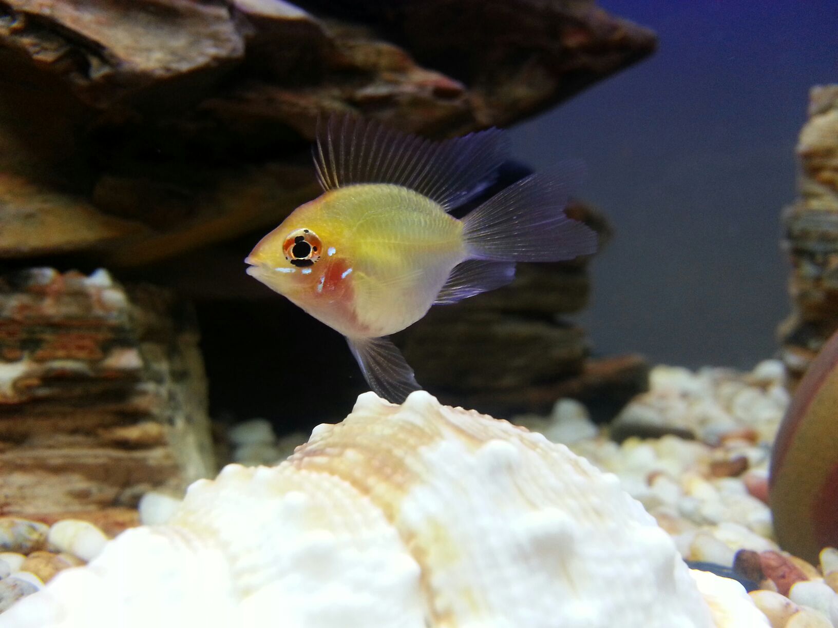 原来金波子才是最受欢迎观的赏鱼，看到红脸蛋就想马上养几条