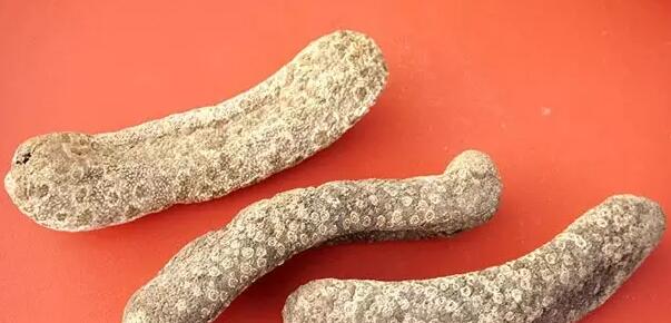 海参也有很多种,全世界所有可以吃的海参