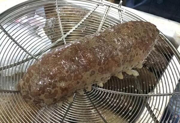 海参有上千种都是一样的吗,全世界海参有多少品种