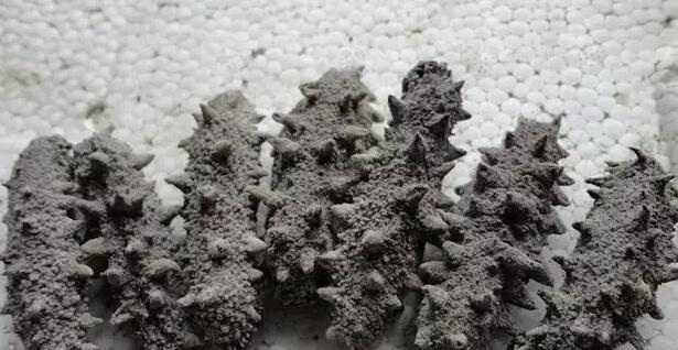 带您了解世界海参,你知道全球有多少种鲨鱼吗