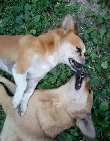 来自狗狗的反击,来自狗狗的报复新闻