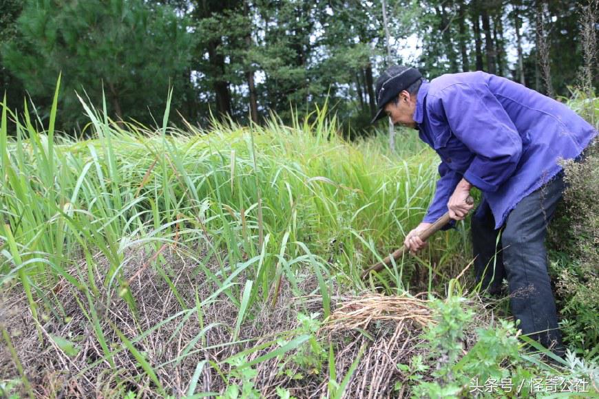 茅草根熬水能治感冒,茅草根煮水治感冒