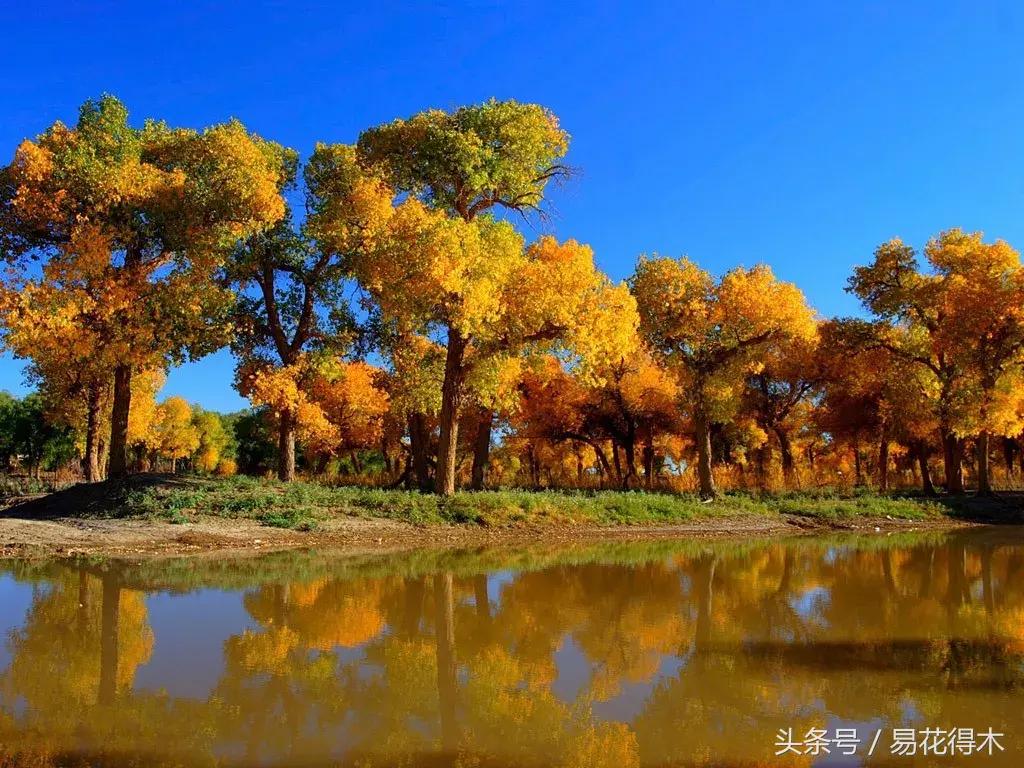 凉州词王之涣台词,王之涣凉州词简介