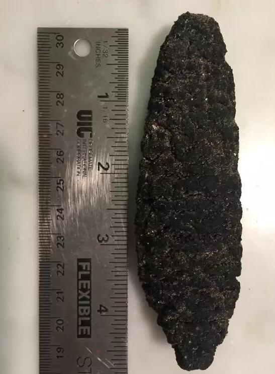 带您了解世界海参,你知道全球有多少种鲨鱼吗