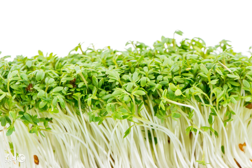 芽苗类蔬菜多数属于什么蔬菜,芽苗菜是什么菜种