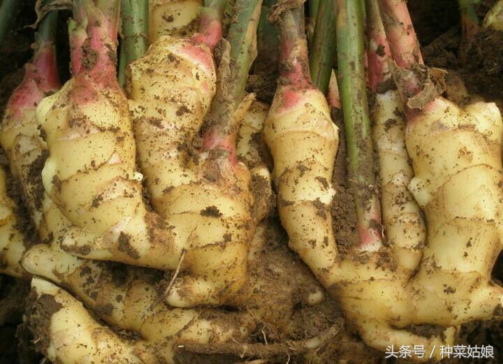 生姜种植的步骤和方法,生姜种植方法详细步骤