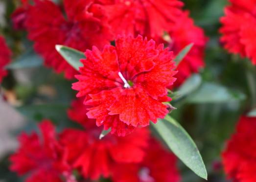 未来三年收入爆棚的四大生肖,五年之内财运一路飘红的三大生肖