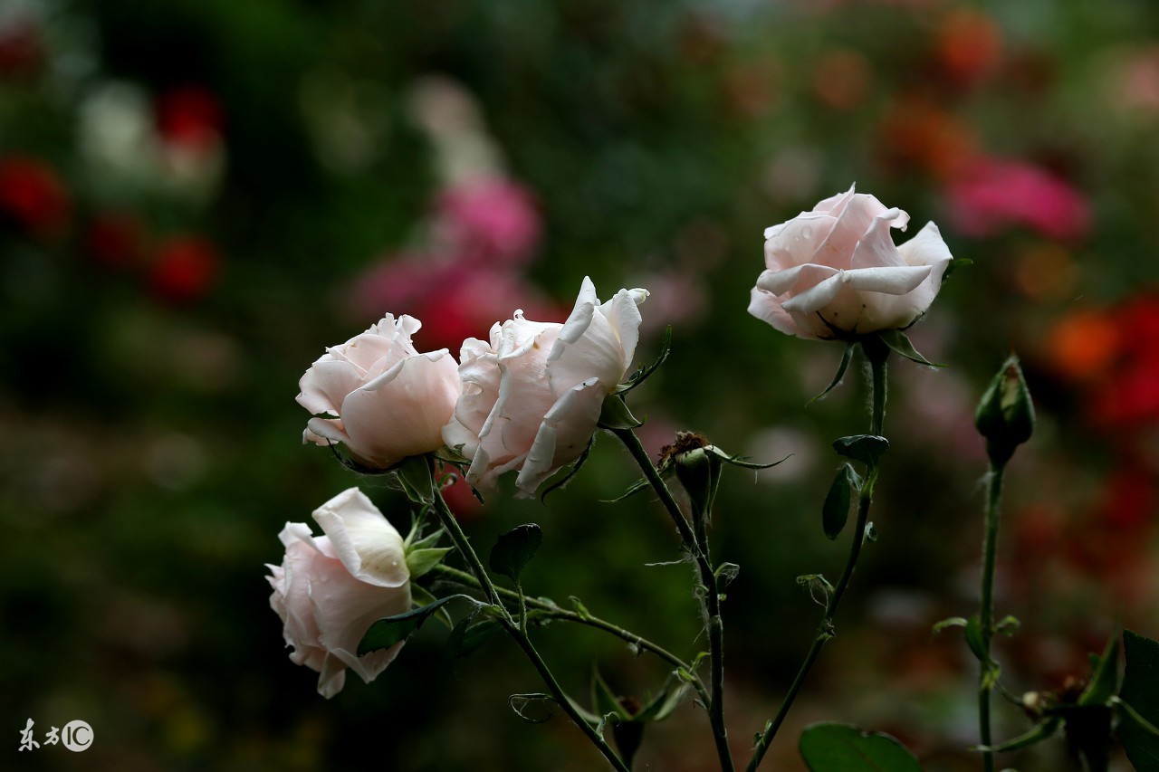 四川各城市市花,中国各个城市的市花是什么花