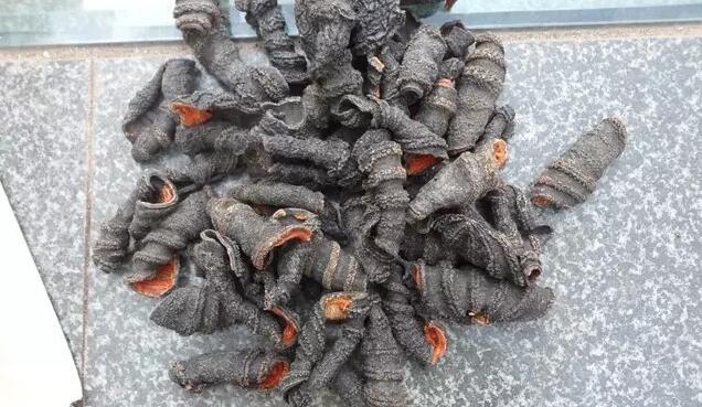 你知道世界上的鱼类有多少个,你知道的海底世界有多少种鱼