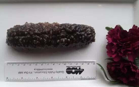 海参有上千种都是一样的吗,全世界海参有多少品种