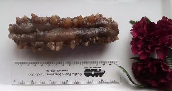 你知道世界上的鱼类有多少个,你知道的海底世界有多少种鱼