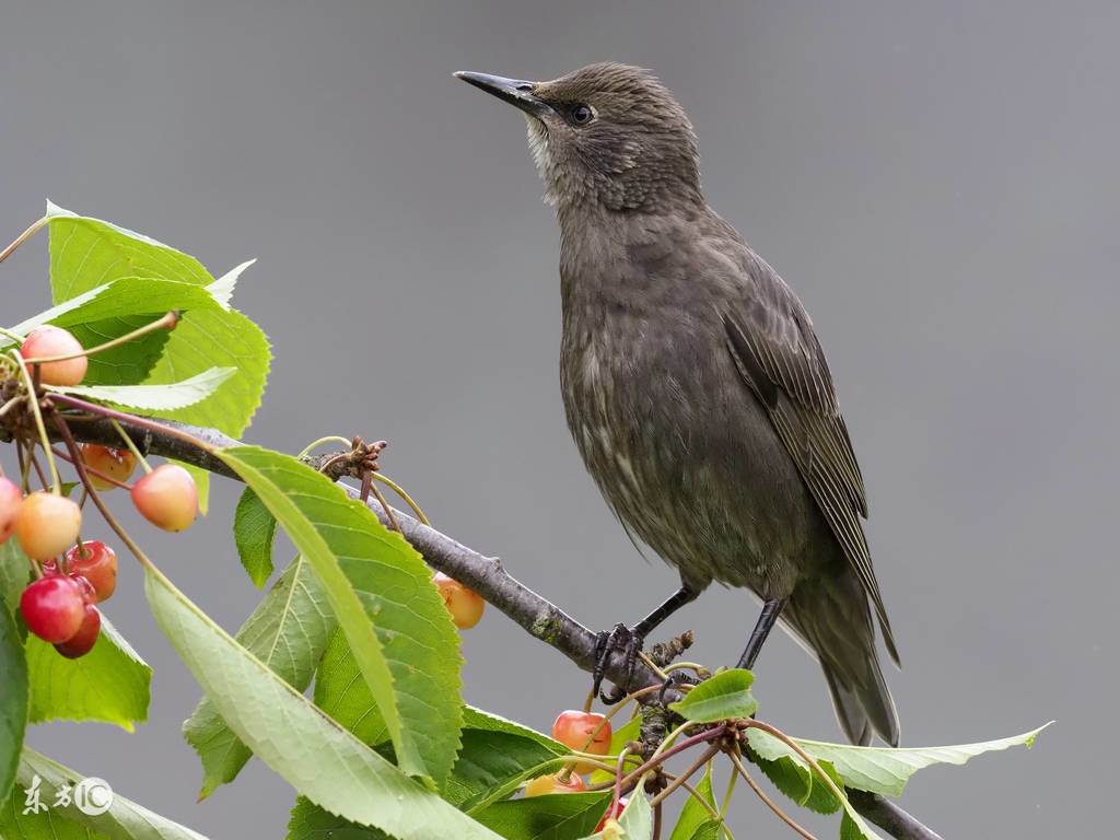 招商加盟有哪几种模式,未来五年最好的招商模式