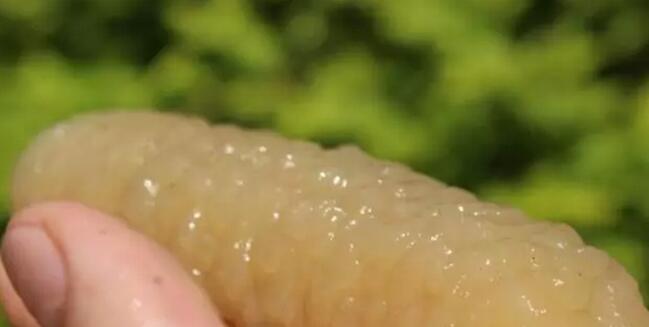 带您了解世界海参,你知道全球有多少种鲨鱼吗