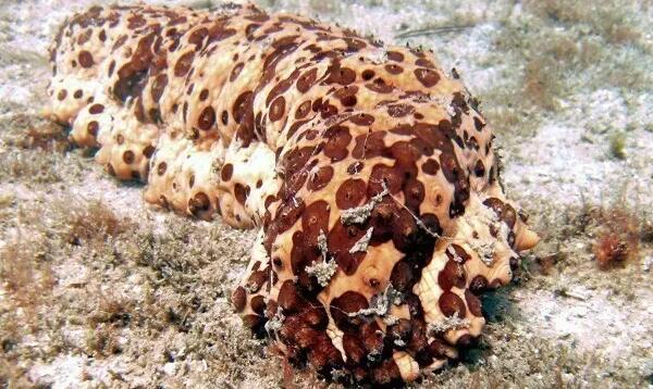 带您了解世界海参,你知道全球有多少种鲨鱼吗