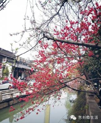 苏州美食商业街排名,苏州美食街区有哪些