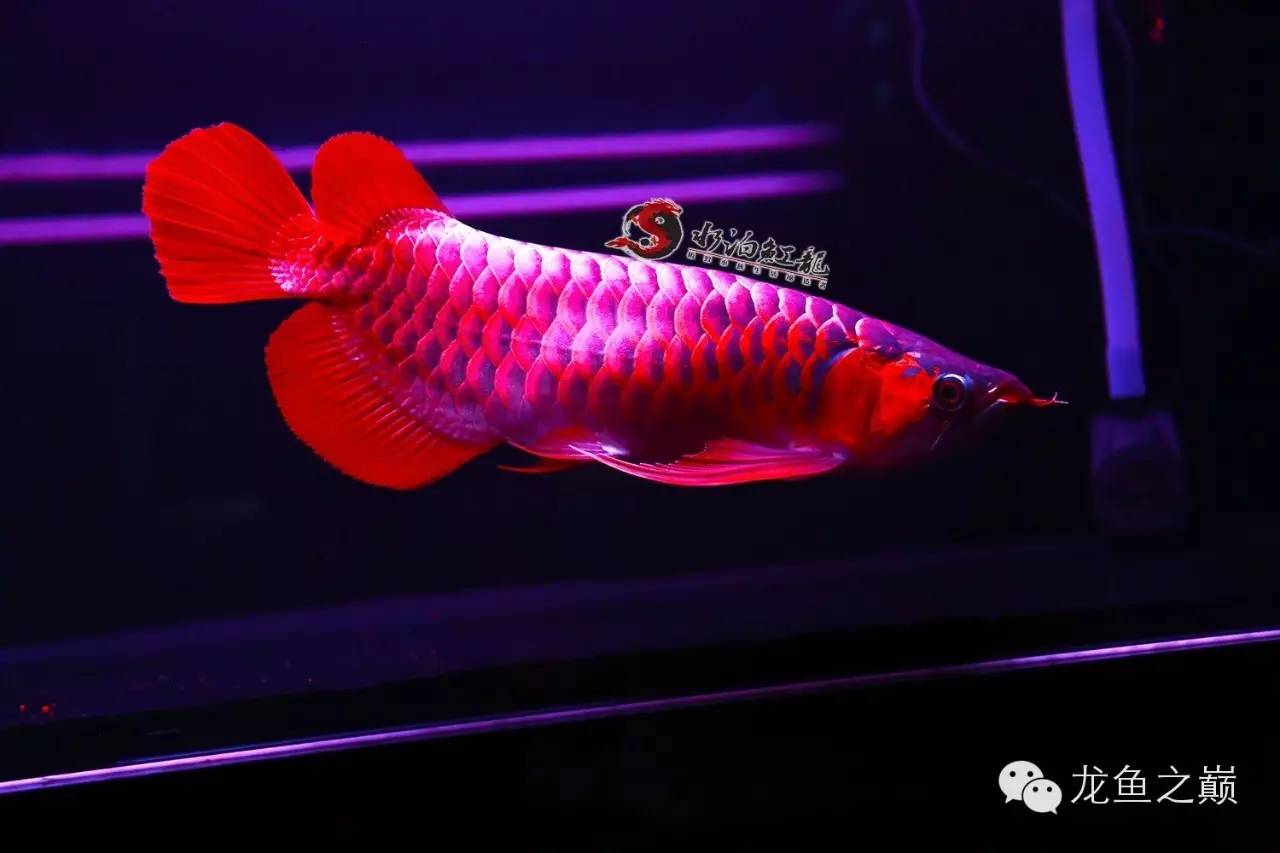 什么品种的红龙鱼最值得养,怎么才能养出好红龙