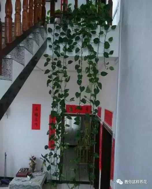 绿萝能用绳子捆上吗,绿萝扎根绳子的方法