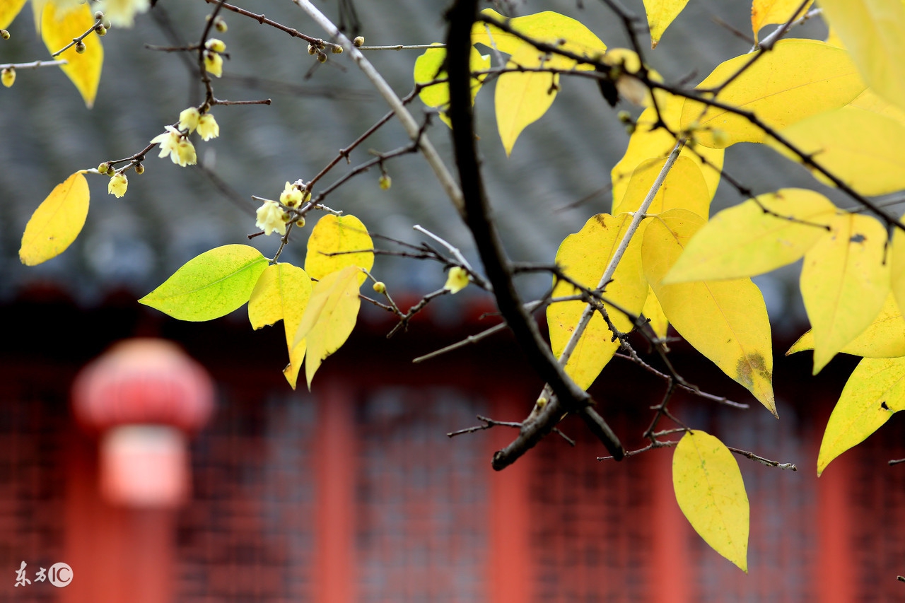古风歌词唯美句子经典,歌词中的惊艳古风句子