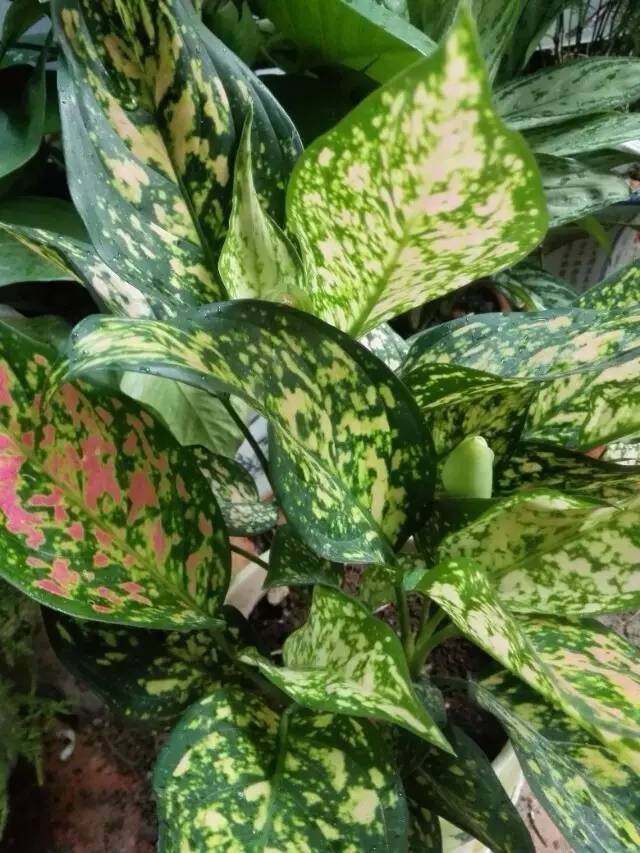 万年青如何养才茂盛,万年青怎么养才能更旺盛