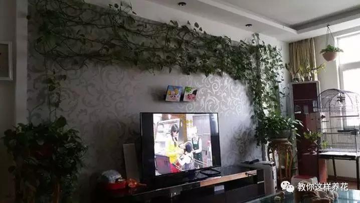 绿萝扎根绳子的方法,绿萝绑棕柱上叶子能长大吗