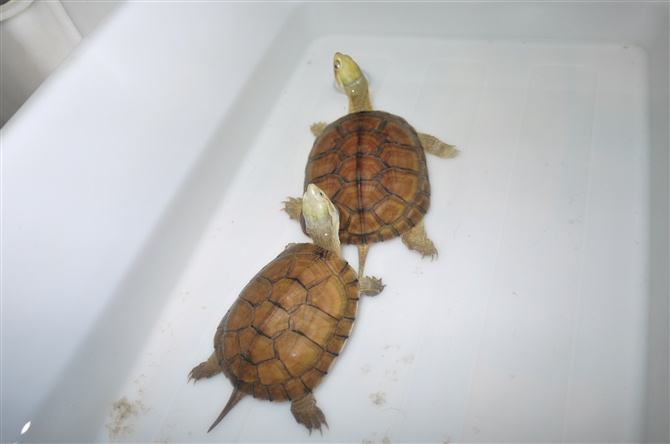 黄喉龟养殖方法和注意事项,黄喉小青龟饲养