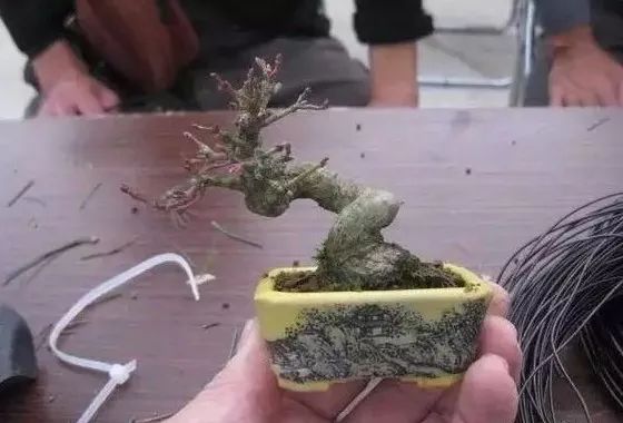 大师是怎么炼成的免费,真正的大师是怎么练成的