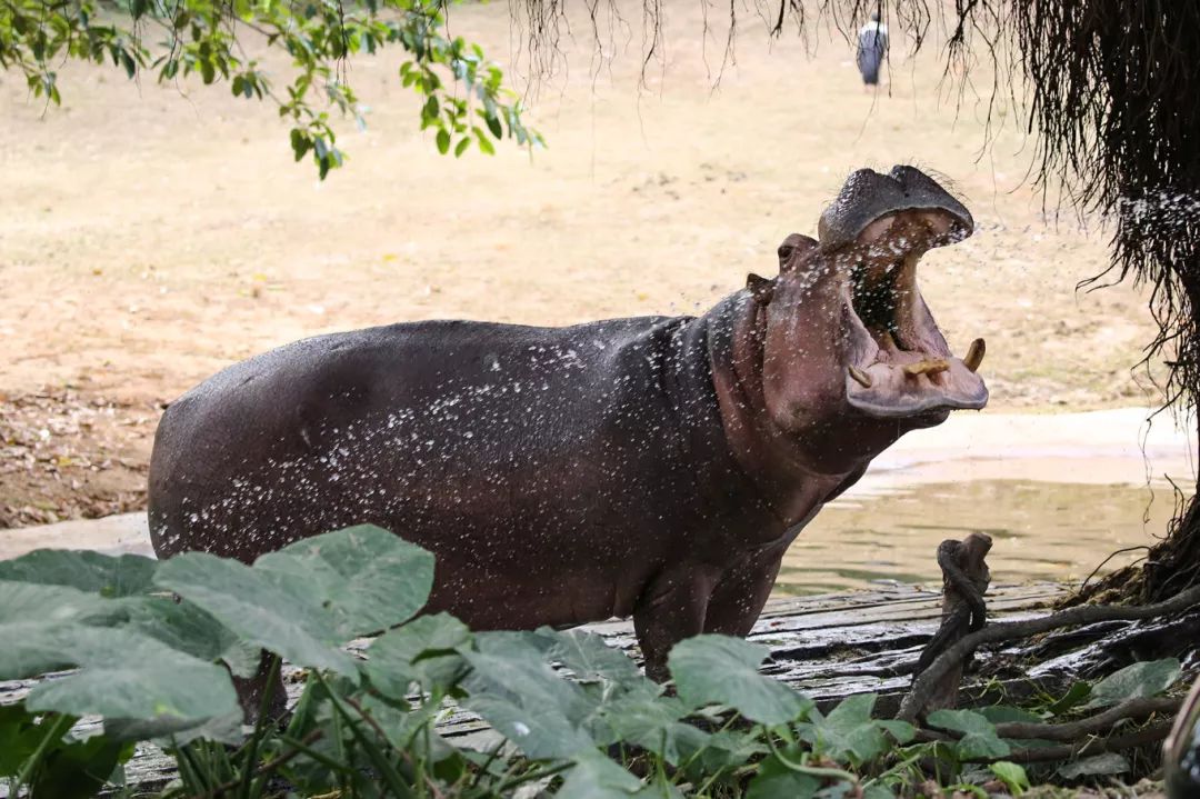 广州长隆野生动物园亲子跟拍,爸爸去哪儿广州长隆野生动物园