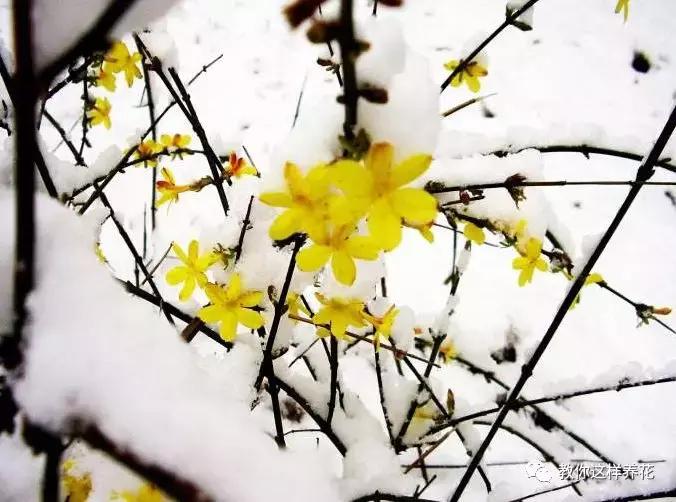 迎春花从幼苗养到老桩要多久,春天花儿竞相开放迎春花怎么养