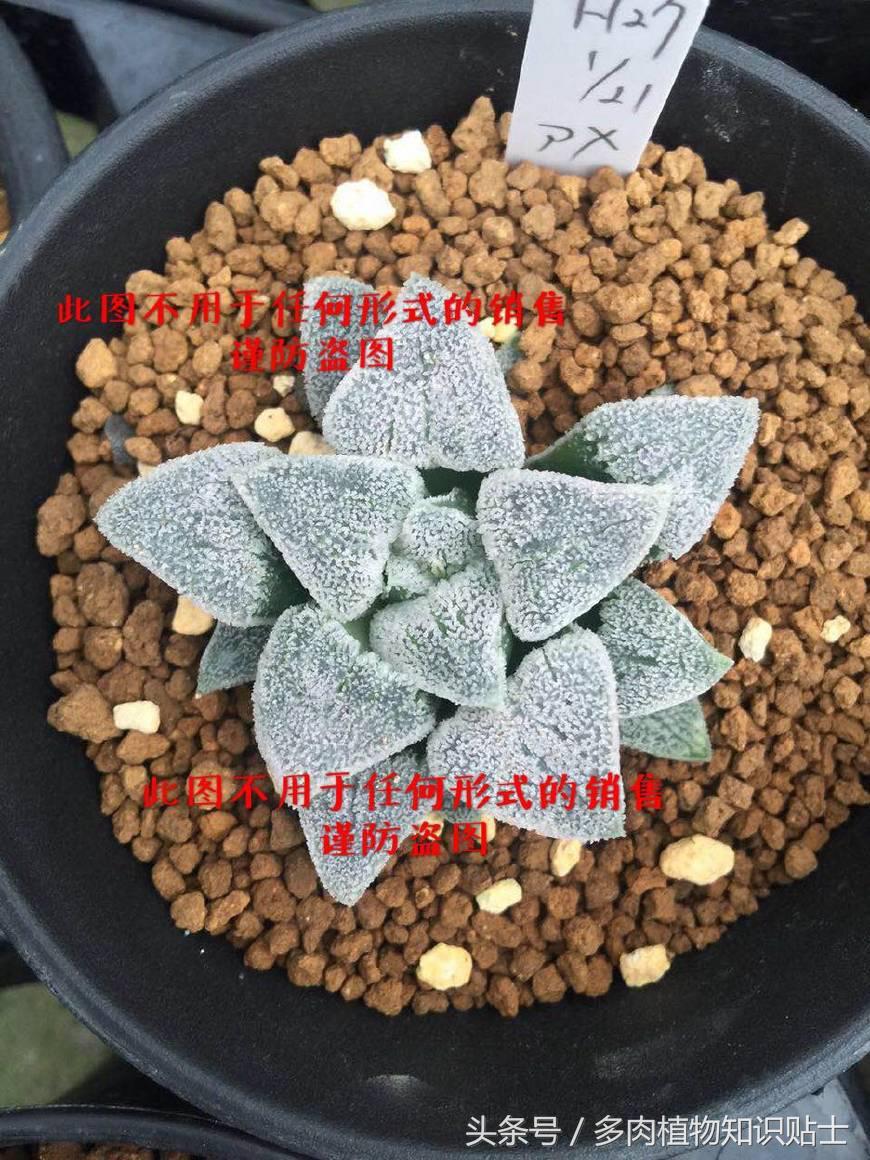 十二卷寿多肉养殖方法,十二卷寿的品种图鉴