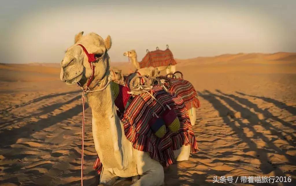 阿布扎比之行,阿布扎比四面八方