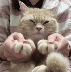 网上买的猫靠不靠谱,买猫最好到宠物店买还是到网上买