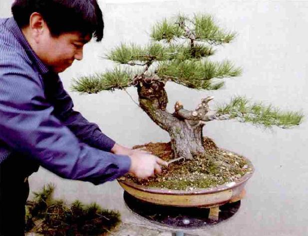 极品黑松盆景图片大全,黑松盆景春天怎么抹芽