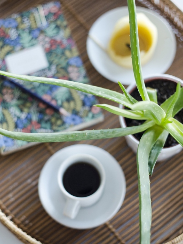 净化空气最厉害的绿植排名,室内净化空气吊兰最佳植物
