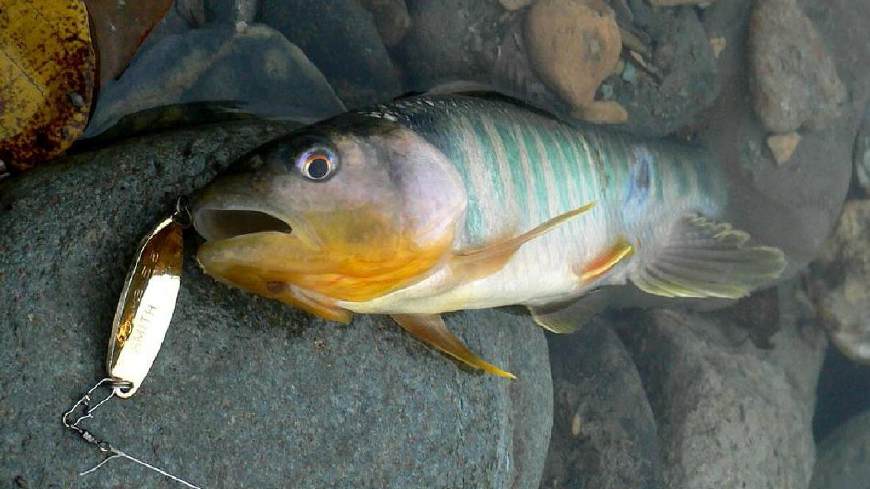 玩路亚钓鱼钓翘嘴,关于路亚wacker的钓法