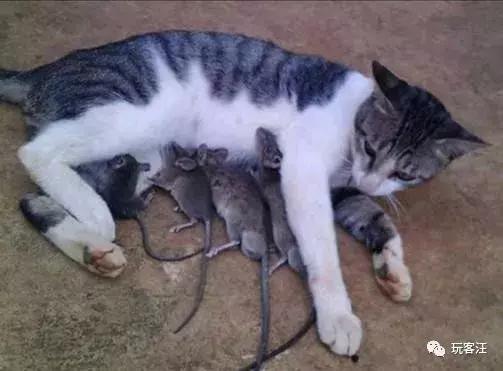 玩客汪推广奖励榜单公布，作弊用户被清理