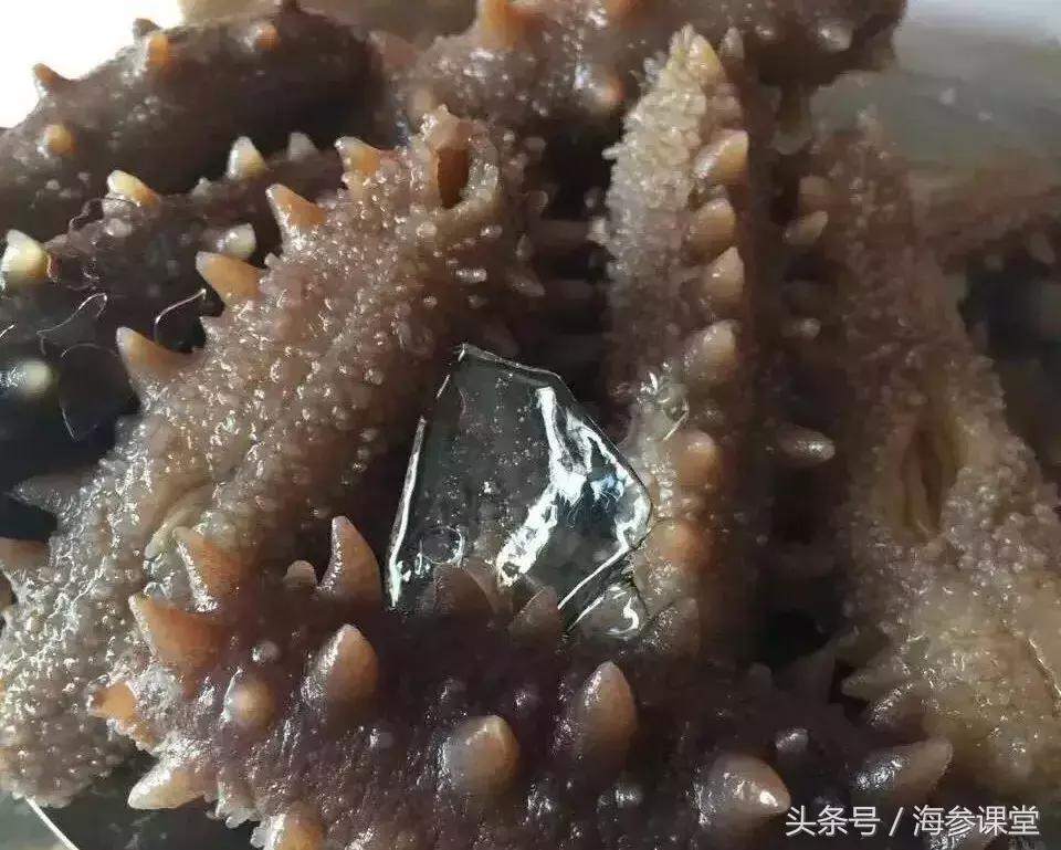 海参营养和鸡蛋营养一样吗,海参是干的有营养还是鲜的有营养