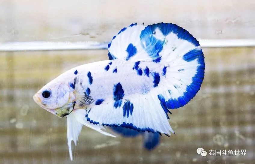 斗鱼拍卖最新消息,泰国斗鱼鱼苗专场