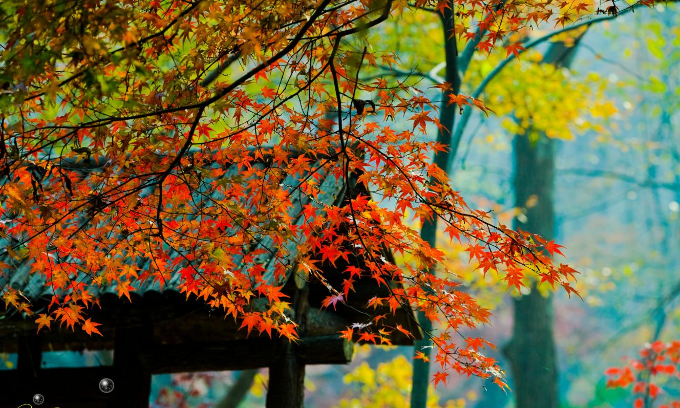 去南京玩要不要去夫子庙,南京五大必游景点夫子庙