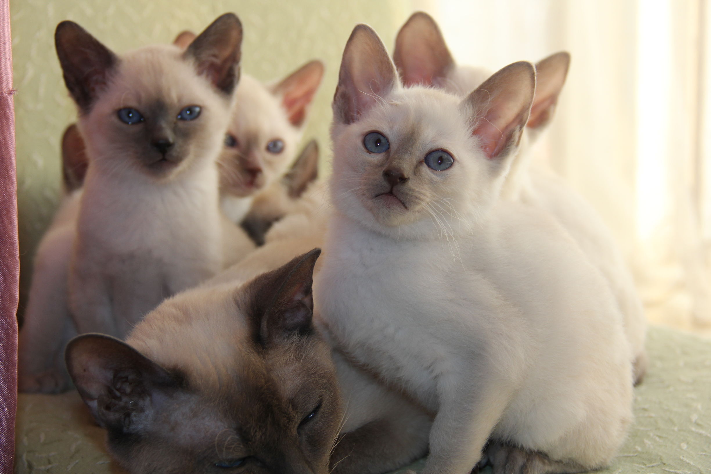 Cats愛初心Bengal家，独一无二卷毛暹罗猫