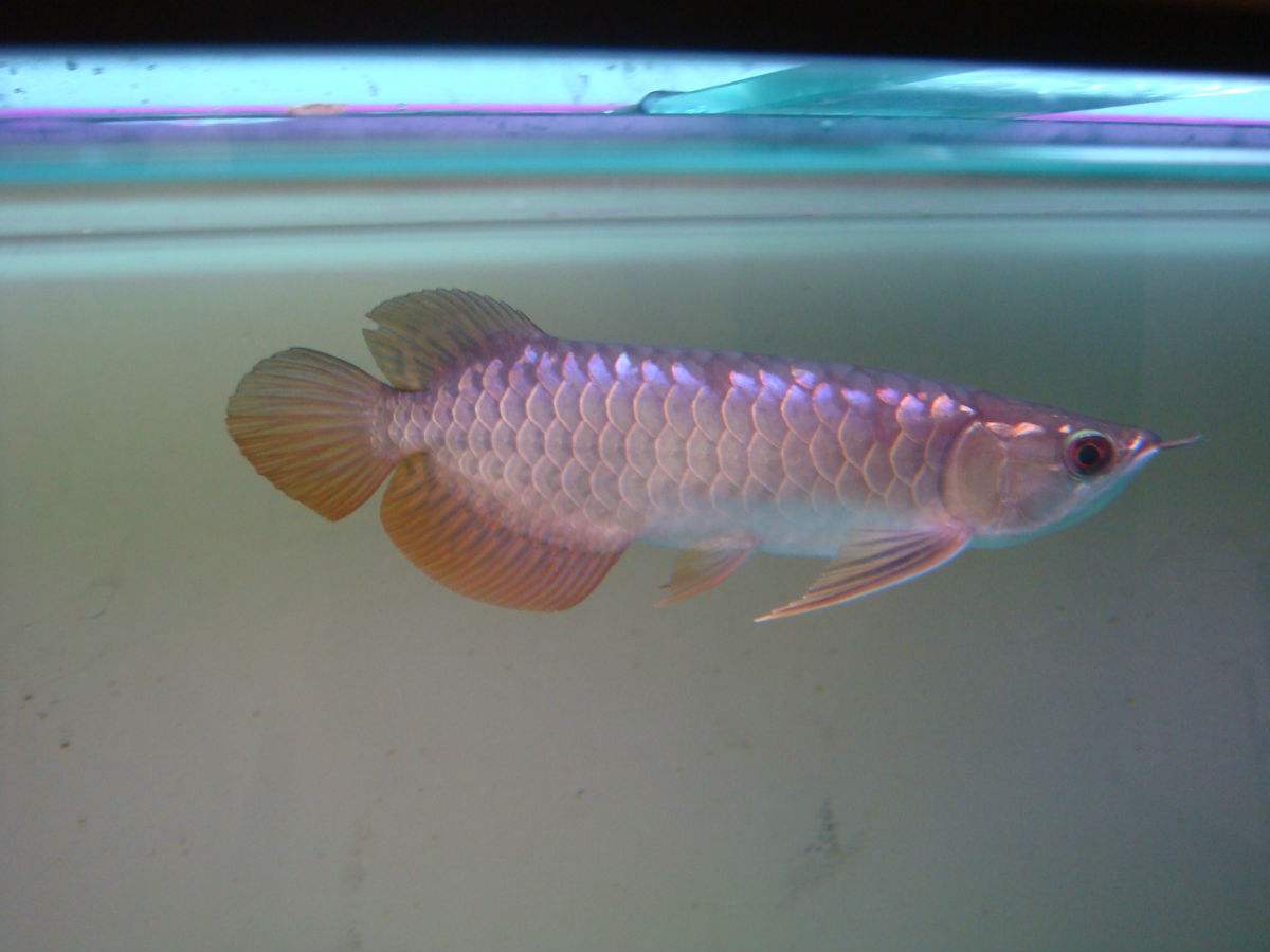 龙鱼需要什么营养,龙鱼的维生素