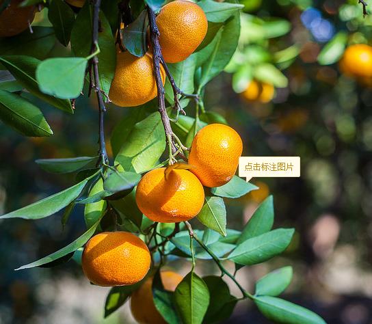 你还记得儿时的美食吗,黄岩蜜桔什么味道