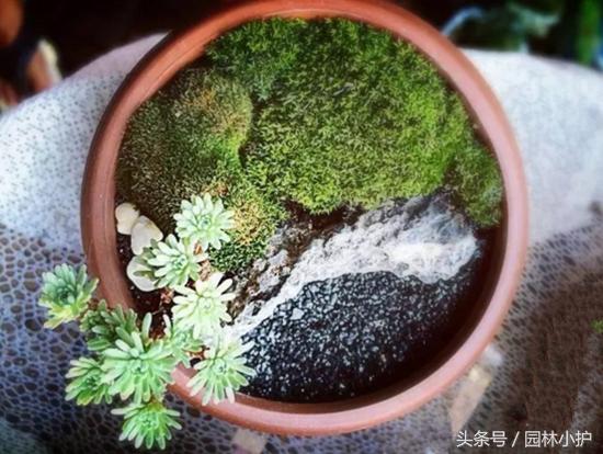 当多肉遇见雪,当多肉碰上鹦鹉