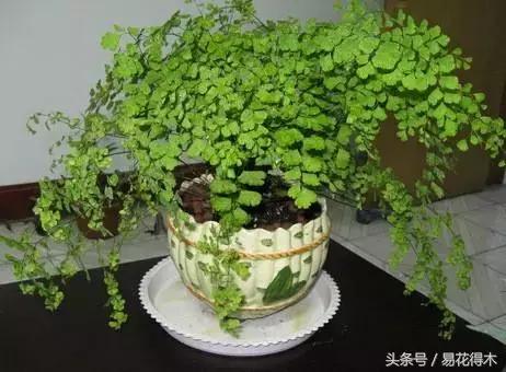 细叶铁线蕨介绍,少女发丝