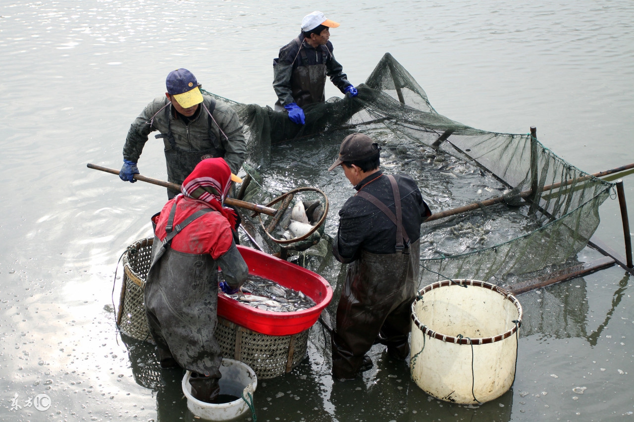 养殖池塘泥皮形成原因及处理方案,早春池塘泥皮如何处理